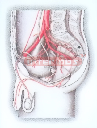 HUMAN MALE PELVIS MODEL SHOWING MAIN ARTERY